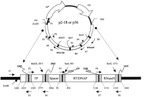 FIG. 2. p2-18 and p56 are pUC18 recombinant plasmids containing either full-length HBV strain 2-18 or 56 cloned at the Sstpolymerase gene, ranging from nt 2309 to 1625, consists of four functional regions, TP (terminal protein), spacer, RT/DNA polymerase (