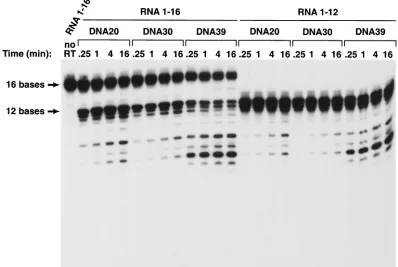 FIG. 3. Cleavage of RNA oligonucleotides hybridized to various DNA oligonucleotides by the RNase H of HIV-1 RT