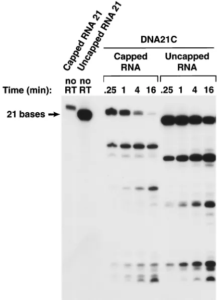 FIG. 5. Effects of a 5�otide by the RNase H of HIV-1 RT. The experiment shown in thisﬁgure is similar to the experiment shown in Fig