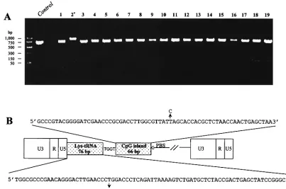 FIG. 1. (A) Examples of mutation screening by PCR of the 5�the control and other progeny proviruses (lanes 1 and 3 to 19), indicating an insertion