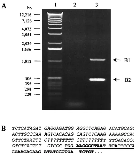 FIG. 2. Products and DNA sequence obtained from inverse PCRof the producer cell provirus