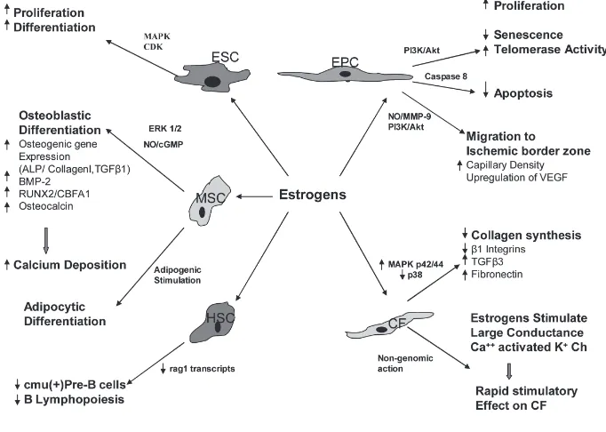 Figure 1. Effects of estrogen on various stem cells and progenitor cells. ESC (embryonicstem cell); EPC (endothelial progenitor cell); MSC (mesenchymal stem cell); HSC(hematopoietic stem cell); CF (cardiac fibroblast); BMP (bone matrix protein); RUNX2/CBFA1 (runt-related transcription factor 2/core-binding factor alpha).