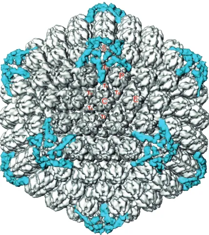 FIG. 2. Visualization of icosahedrally ordered tegument in dmVP26-minus virions. The dmVP26-minus virion reconstruction is displayed at 1.2standard deviations above mean density