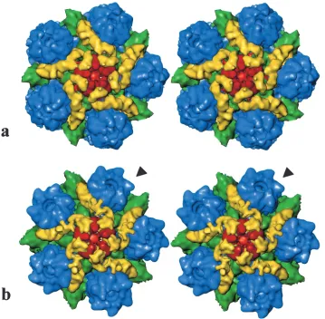 FIG. 3. (a) Stereo pair of a computationally isolated portion of the dmVP26-minus map shown in Fig