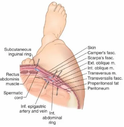 Fig : 1 Layers of Anterior Abdominal Wall 
