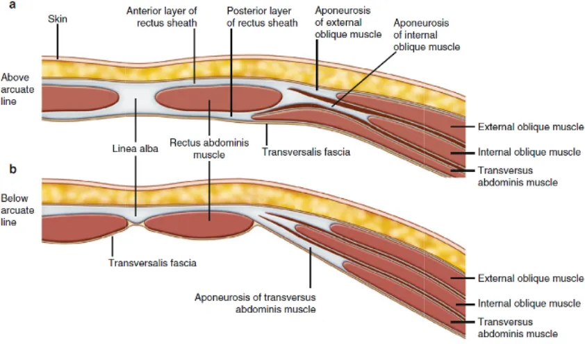 Fig : 2  The Arraangement of Muscles in Anterior Abdominal Wall 