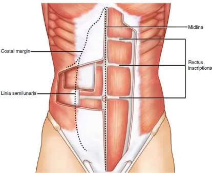Fig : 3  Rectus Abbdominus Muscles and Contents of Rectus Sheath. 