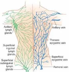 Fig : 7  Venous and Lymphatic Drainage of Anterior Abdominal wall 16 