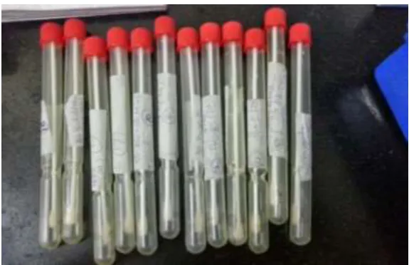 FIGURE: 10. SWABS AFTER COLLECTION