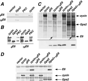 FIG. 2. Coimmunoprecipitation of 6Flag vector alone. Thirty-six hours after transfection, cell lysates were prepared and mixed with in vitro-translated andand lysed