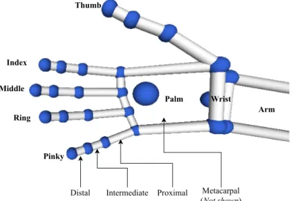 Figure 5. Labelled diagram of the bone data detected by the Leap Motion sensor. Metacarpal bones are not rendered by the LMC Visualiser.