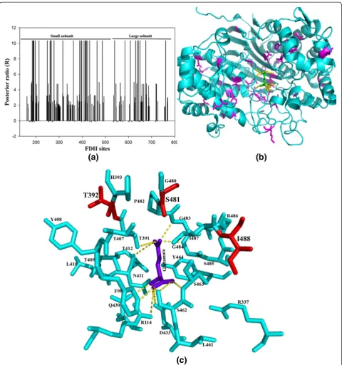 Fig. 4 Type 2 functional divergence in Bacteria 1 vs. Eukaryote. (a) Thirty four divergent sites at posterior ratio (R) 10.35 have been observed fromFDII analysis of prokaryote I vs