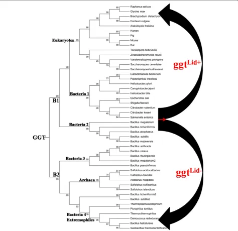 Fig. 1 Phylogenetic tree of gamma-glutamyl transpeptidase family. Phylogenetic trees of gamma-glutamyl transpeptidase family were madebased on NJ and ML analysis