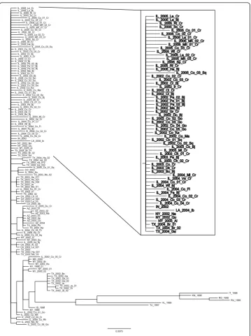 Figure 1 WNV original tree. WNV phylogenetic tree obtained by the Bayesian approach within MrBayessoftware and used as starting tree for all the algorithms performed in this work [12].