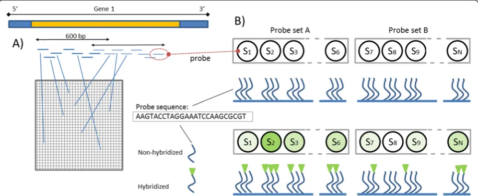 Fig. 1 Microarray schematics. a Probes corresponding to the characteristic fragments of a given gene are placed in different locations across thearray; b Single probes are arranged in sets corresponding to the same region of the gene
