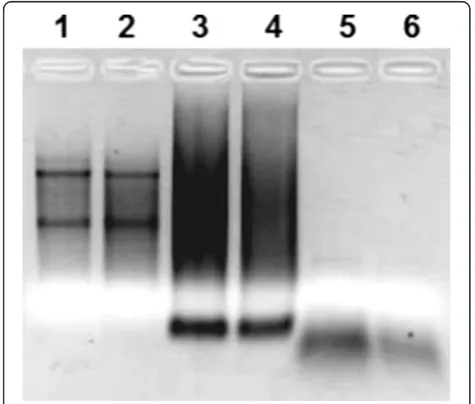 Fig. 2 Individual steps of a microarray experiment. After isolation of sample mRNA (1) synthesis of cDNA (complementary DNA, step) chainsbegins with addition of oligo(dT) primers (2), then cDNA is amplified, producing cRNA (complementary RNA), which is lab