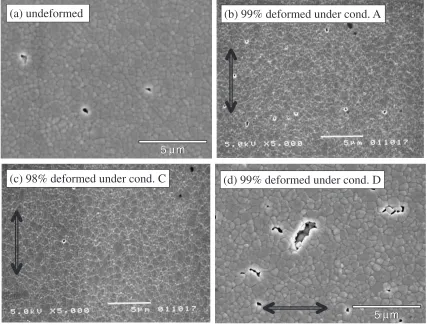 Figure 2 shows SEM images of an undeformed specimen