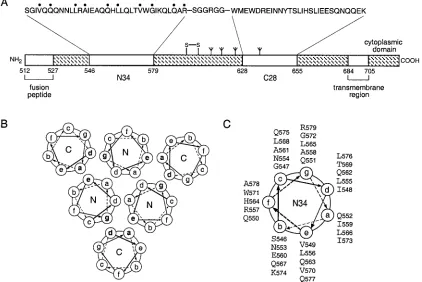 FIG. 1. Core structure of the HIV-1 gp41 envelope glycoprotein. (A) Schematic representation of gp41