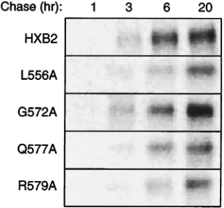 FIG. 2. Cell surface expression of mutant envelope glycoproteins.Mutant and wild-type envelope glycoproteins were transiently ex-