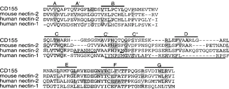 FIG. 10. Alignment of nectin-2, nectin-1, and poliovirus receptor (CD155) V domain sequences