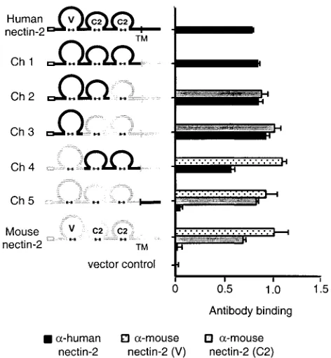 FIG. 1. Nectin-2 chimeric molecules and cell surface expression. Aschematic representation of human, mouse, and chimeric nectin-2