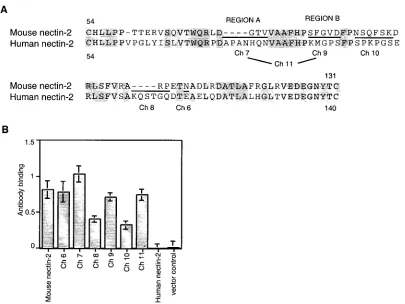 FIG. 3. Alignment of human and mouse nectin-2 sequences in the V domain and cell surface expression of V domain chimeric molecules