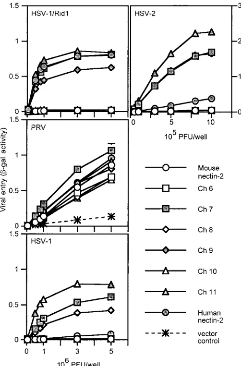 FIG. 4. Alphaherpesvirus entry activities of V domain nectin-2 chi-meric molecules. CHO-K1 cells transfected with plasmids expressing