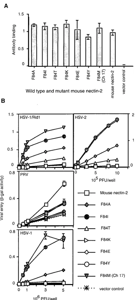 FIG. 8. Cell surface expression and alphaherpesvirus entry activi-ties of mouse nectin-2 mutants containing amino acid substitutions at