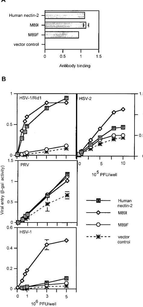 FIG. 9. Cell surface expression and alphaherpesvirus entry activi-ties of human nectin-2 mutants containing amino acid substitutions at