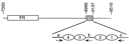 TABLE 1. Description of plasmids constructed for this study