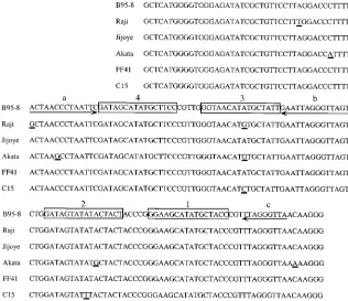 FIG. 2. Sequence of oriPand the same sequence from the Raji, Jijoye, Akata, FF41, and C15 EBV strains are shown