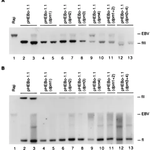 FIG. 3. Analysis of plasmid DNA in Raji transformants establishedwith pHEBo-1.1 and its derivatives bearing mutations within single and