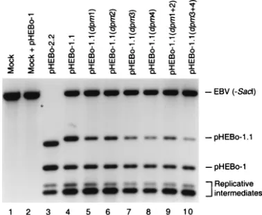 TABLE 3. Replication efﬁciencies of pHEBo-1.1 derivatives withpoint or insertion mutations in oriP DS