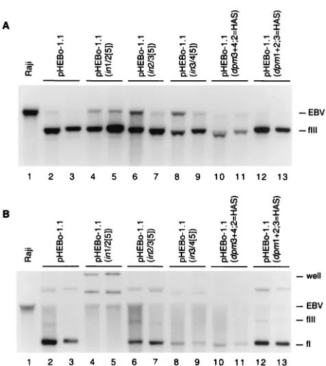 FIG. 5. Analysis of plasmid DNA in Raji transformants establishedwith pHEBo-1.1 and its derivatives bearing insertion and point muta-