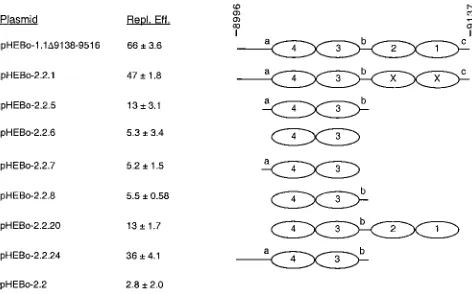TABLE 4. Replication efﬁciencies of pHEBo-1.1 and pBS/oriPderivatives with deletions of sequences ﬂanking DS