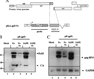 FIG. 7. An expression element is present in the 3�of the genome of foamy virus (top) showing the relative position of the region ampliﬁed by PCR (hatched box) and cloned in sense and antisenseorientations into pK-gpII (bottom)