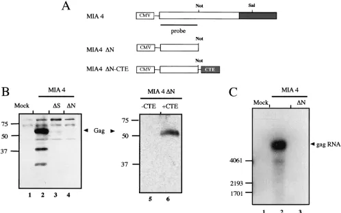 FIG. 2. Analysis of IAP Gag expression. (A) Schematic diagram of plasmid pL-MIA4 encoding the gagagainst the(57) and plasmids 3-MIA4pL-MIA4transfected with plasmids pL-MIA4, pL-MIA4(lanes 2 and 3)