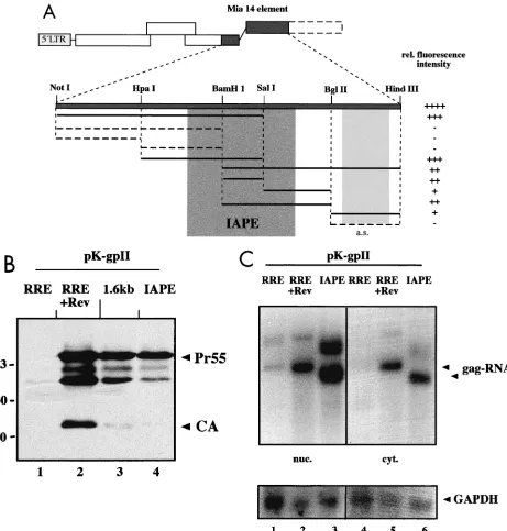 FIG. 3. Mapping of the MIA14 expression element. (A) Schematic representation depicting the results of a functional analysis of varioussubfragments derived from the MIA14 element