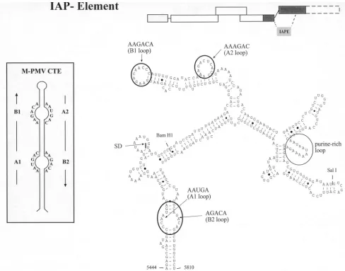 FIG. 4. Sequence and predicted secondary structure of the IAPE. The sequence mediating Rev-independent HIV-1 Gag expression wassubjected to computer prediction of folding potential using the Mulfold program