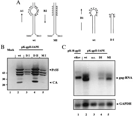 FIG. 5. Mutational analysis of IAPE function. (A) Schematic representation of the mutations introduced into the IAPE