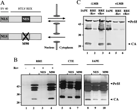 FIG. 6. Analysis of Crm-1 dependence of Gag expression. (A) Schematic representation of a competitor protein for NES-dependent nuclearexport (30, 49)