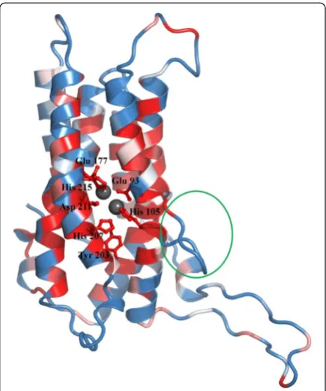 Fig. 4 Modeled structure of DUF3050 using 1RCW as template. Thecartoon representation of the structure is coloured based on sequenceconservation (from blue to white to red, where blue indicates poorlyconserved residues and red indicates highly conserved re