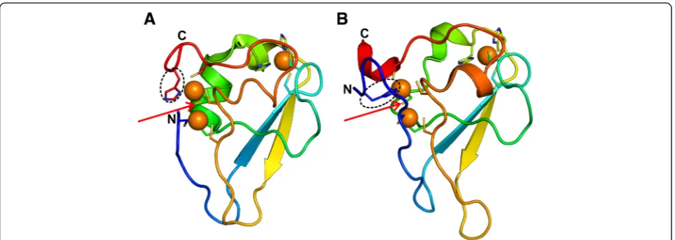 Fig. 1 Structure of the UBR-box (The structures have been colored from the N- to C-terminal in a gradient of blue to red