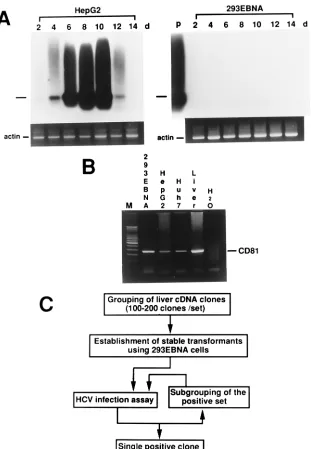 FIG. 1. Strategy to clone a cDNA capable of supporting HCV replication in a nonpermissive cell line