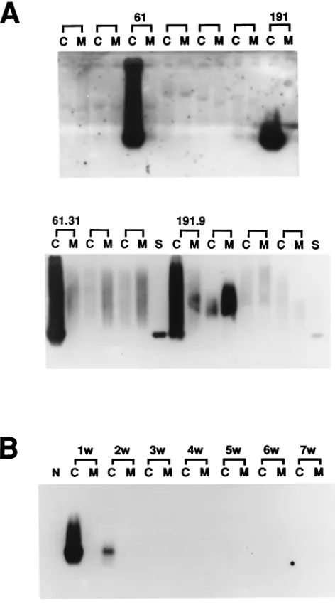 FIG. 2. Results of molecular screening through a liver cDNA li-brary. (A) Sets 61 and 191 of mixed cDNA clones were capable of