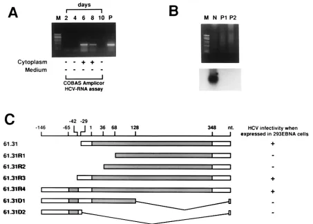 FIG. 4. Comparison of the open reading frame (orf-2) sequence with various homologs derived from different species