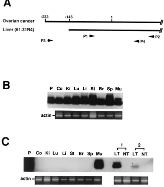 FIG. 5. Detection of Sip-Linitiation codon was assigned as no. 1. (B) Primers P1 and P2 were used to detectmRNA