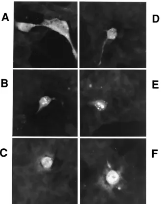 FIG. 6. Immunoﬂuorescence analysis of Sip-L protein. (A to F) Sip-L was tagged with a V5 epitope for immunoﬂuorescence staining in293EBNA cells.