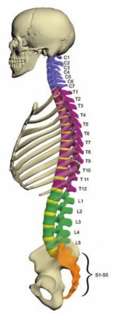 Figure 2.1: Anatomical outline of the human spine [Kurtz and Edidin, 2006]. The lumbar spine is shown in green with the vertebrae labelled from L1 to L5