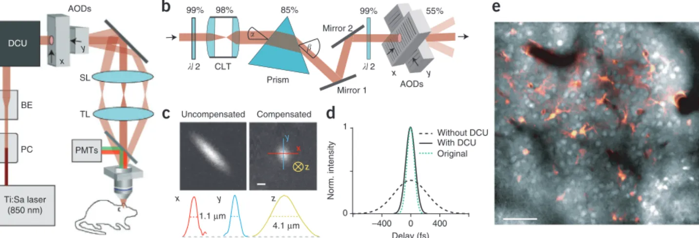 Figure 1 | AOD-based two-photon imaging of neocortical L2/3 neurons in vivo. (a) Schematic of the two-photon microscope setup